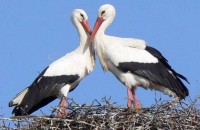 The Storks